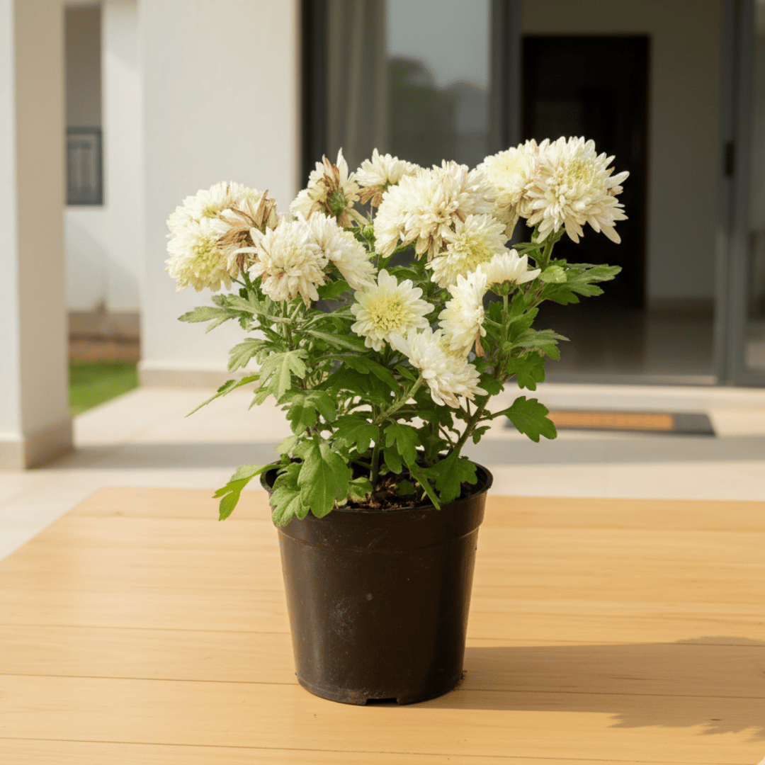 Chrysanthemum / Guldaudi White in 4 Inch Nursery Pot