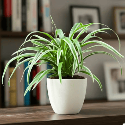 Spider in 4 Inch Classy White Cup Ceramic Pot