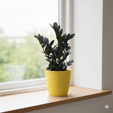 Zz Black in 5 Inch Bloom Yellow Avora Premium Plastic Planter