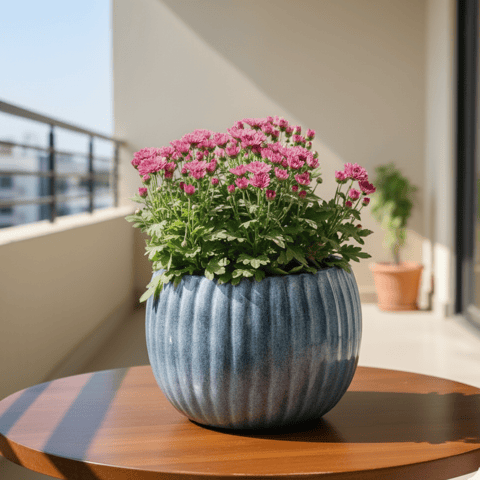 Chrysanthemum / Guldaudi (Any Colour) in 7 Inch Ocean Glaze Round Ceramic Pot (Any Colour)