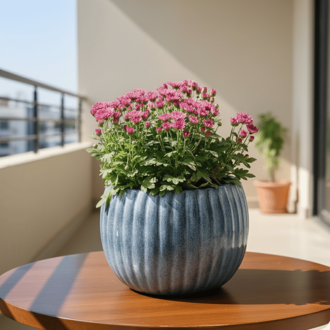 Chrysanthemum / Guldaudi (Any Colour) in 7 Inch Ocean Glaze Round Ceramic Pot (Any Colour)