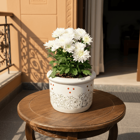 Chrysanthemum / Guldaudi (Any Colour) in 6 Inch Blush Dot Round Ceramic Pot (Any Colour)