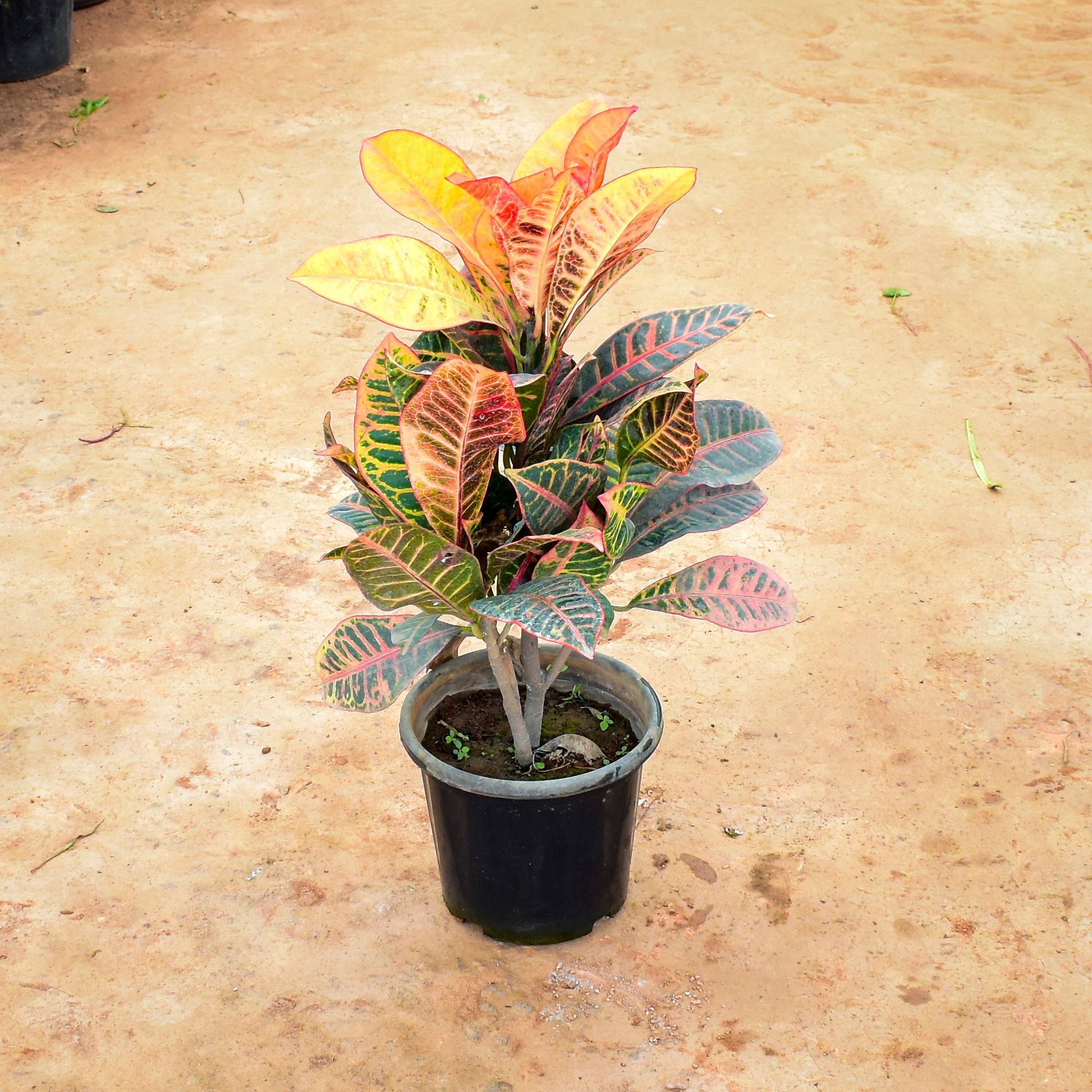 Croton Petra in 12 Inch Nursery Pot
