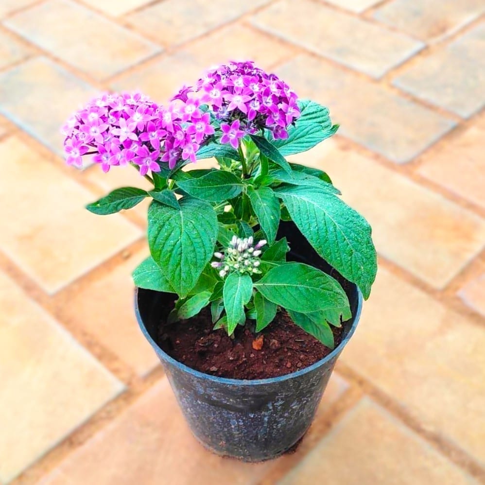 Pentas Purple in 4 Inch Nursery Pot