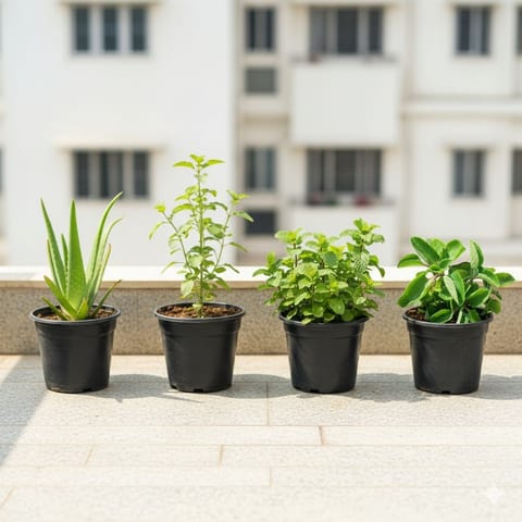 Herbs Harmony - Set of 4 - Aloe Vera, Rama Tulsi, Mint & Ajwain Plant in 5 Inch Nursery Pot