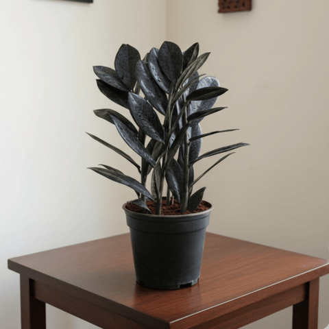 Zz Black in 6 Inch Nursery Pot- Best Exotic Indoor Plant