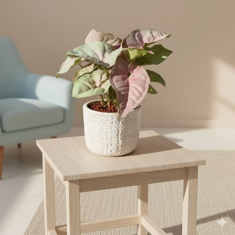 Syngonium Pink in 4 Inch White Designer Ceramic Pot (any colour)