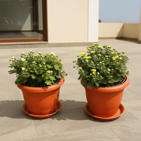 Set of 2 - Chrysanthemum (White & Yellow) in 7 Inch Live Plant Classy Red Plastic Pot with Tray