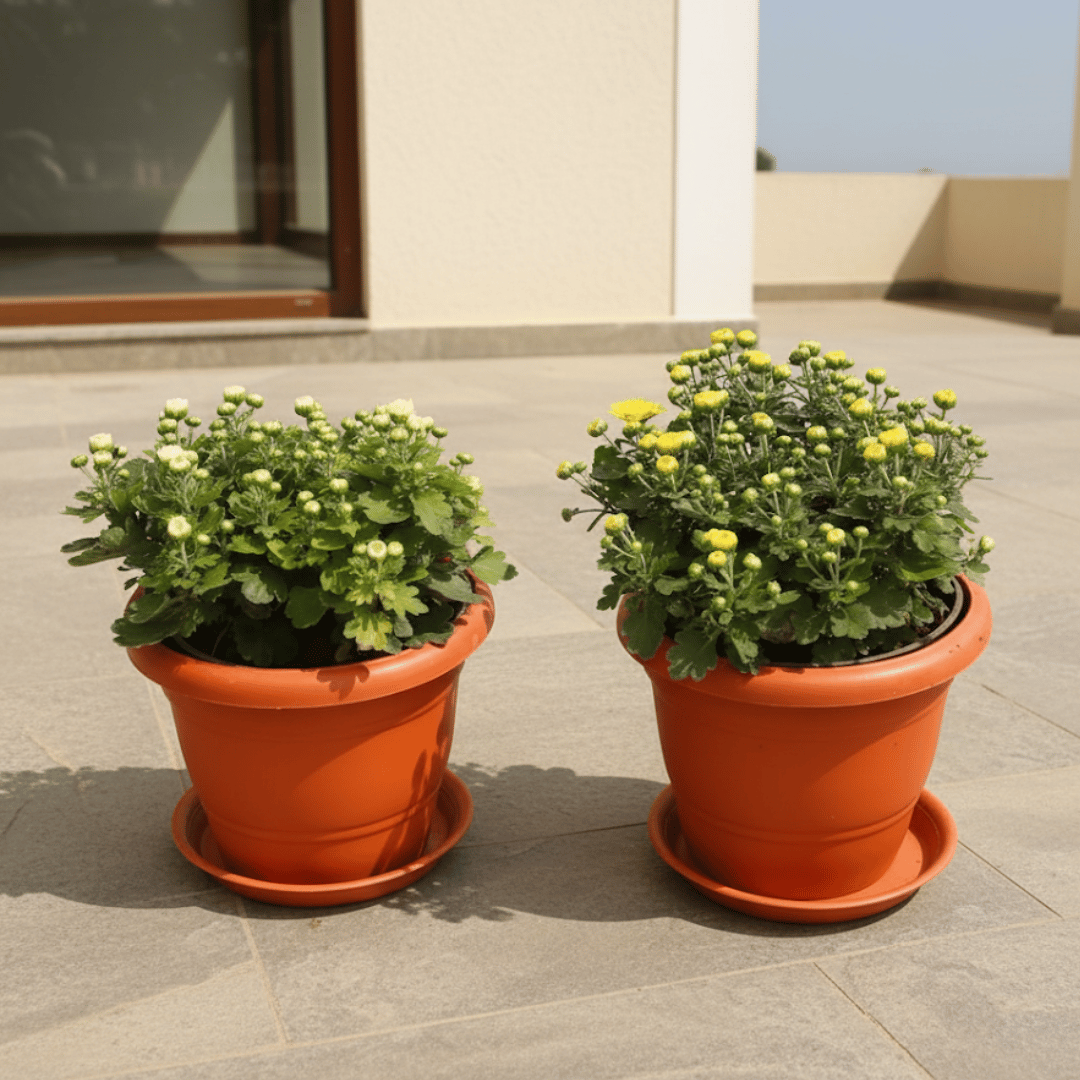 Set of 2 - Chrysanthemum (White & Yellow) in 7 Inch Classy Red Plastic Pot with Tray