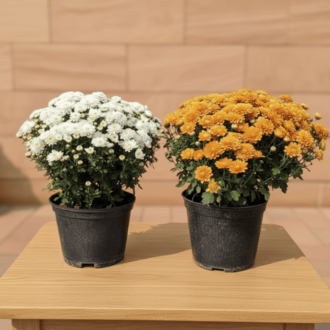 Set Of 2 - Chrysanthemum / Guldaudi ( Any Colour ) in 6 Inch Nursery Pot