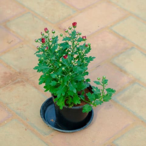 Chrysanthemum / Guldawari / Guldaudi Red in 4 Inch Nursery Pot