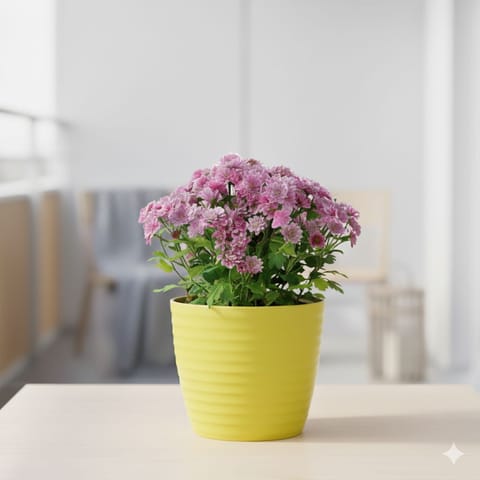 Chrysanthemum / Guldawari (any colour) in 5 Inch Bloom Yellow Avora Premium Plastic Planter