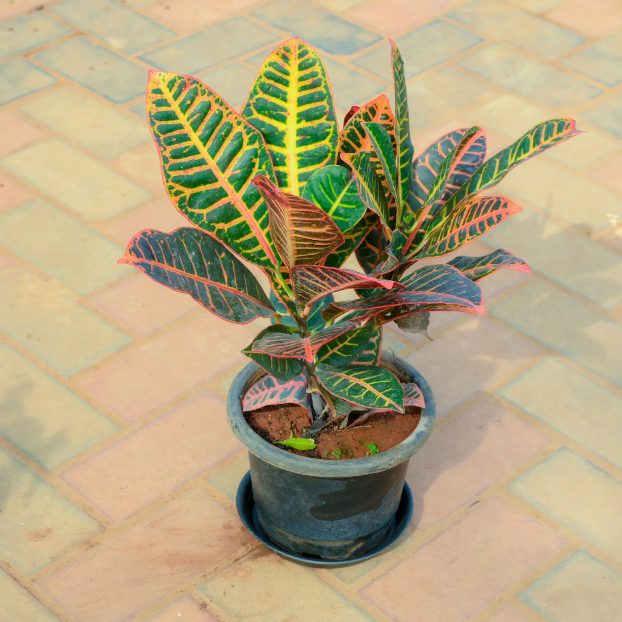 Croton Petra in 10 Inch Nursery Pot With Tray