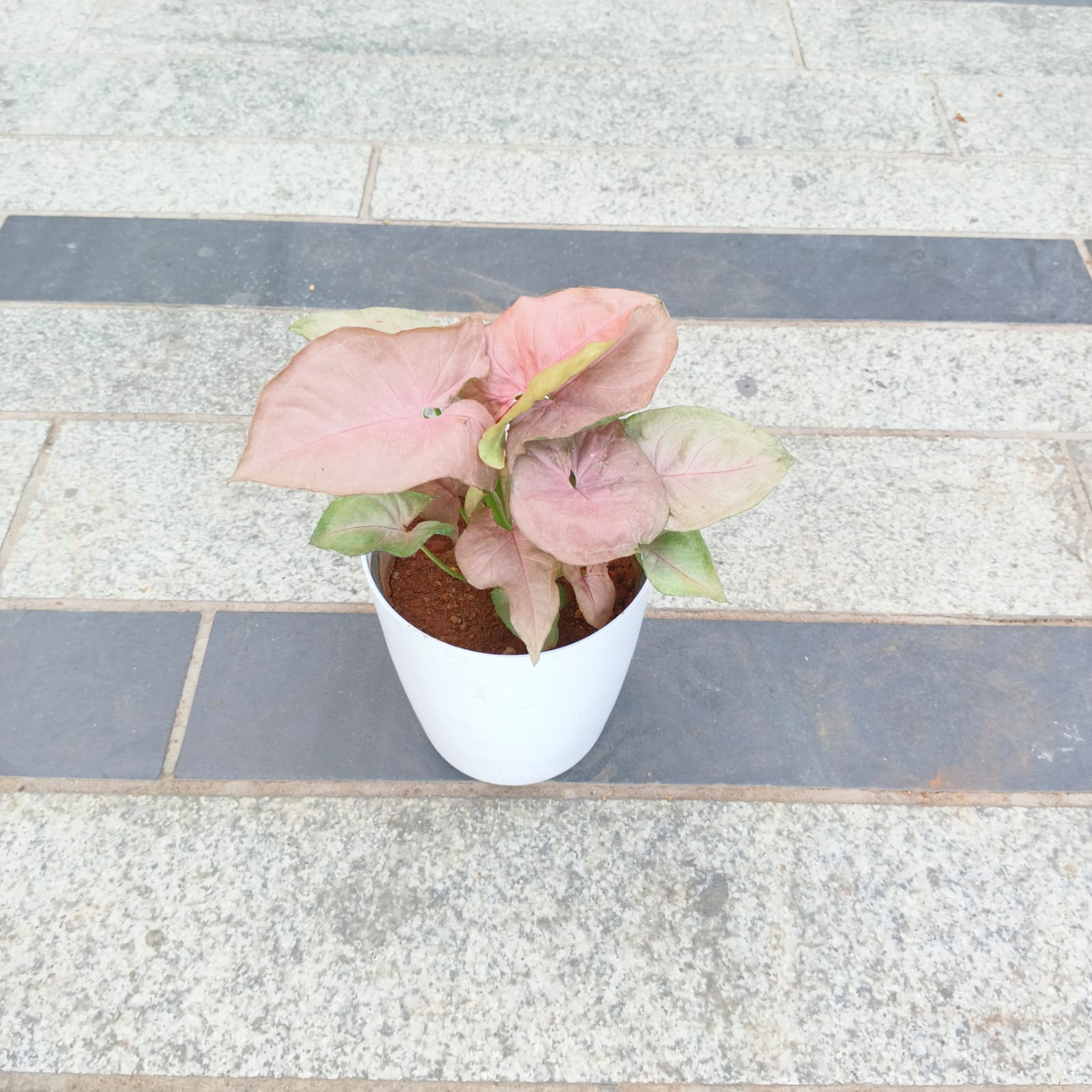 Gift Ready - Syngonium Pink in 5 Inch White Premium Plastic Pot