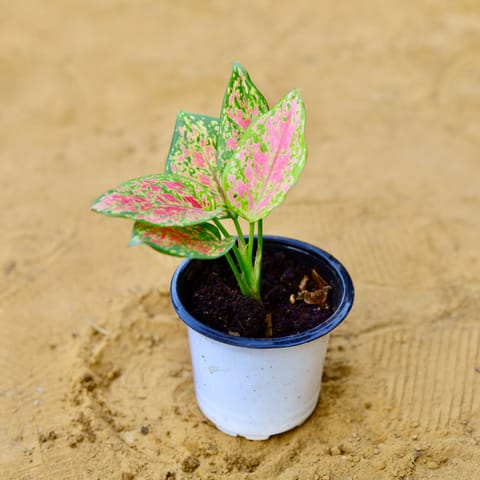 Air Purifying - Aglaonema Pink in 4 Inch Nursery Pot