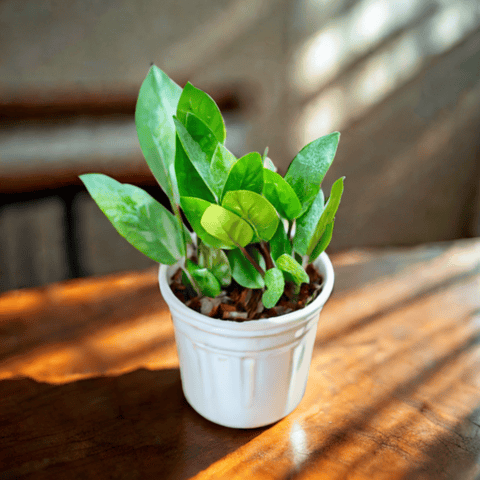 Air Purifying Indoor Plant - Zz Green in 4 Inch Nursery Pot
