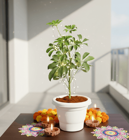 Schefflera Green in 6 Inch Classy White Plastic Pot