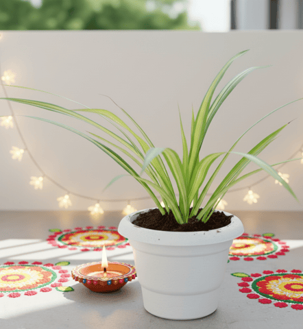 Golden Spider / Pandanus / Screwpine in 6 Inch Classy White Plastic Pot