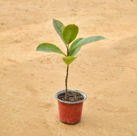 Rubber Variegated Yellow in 4 Inch Nursery Pot