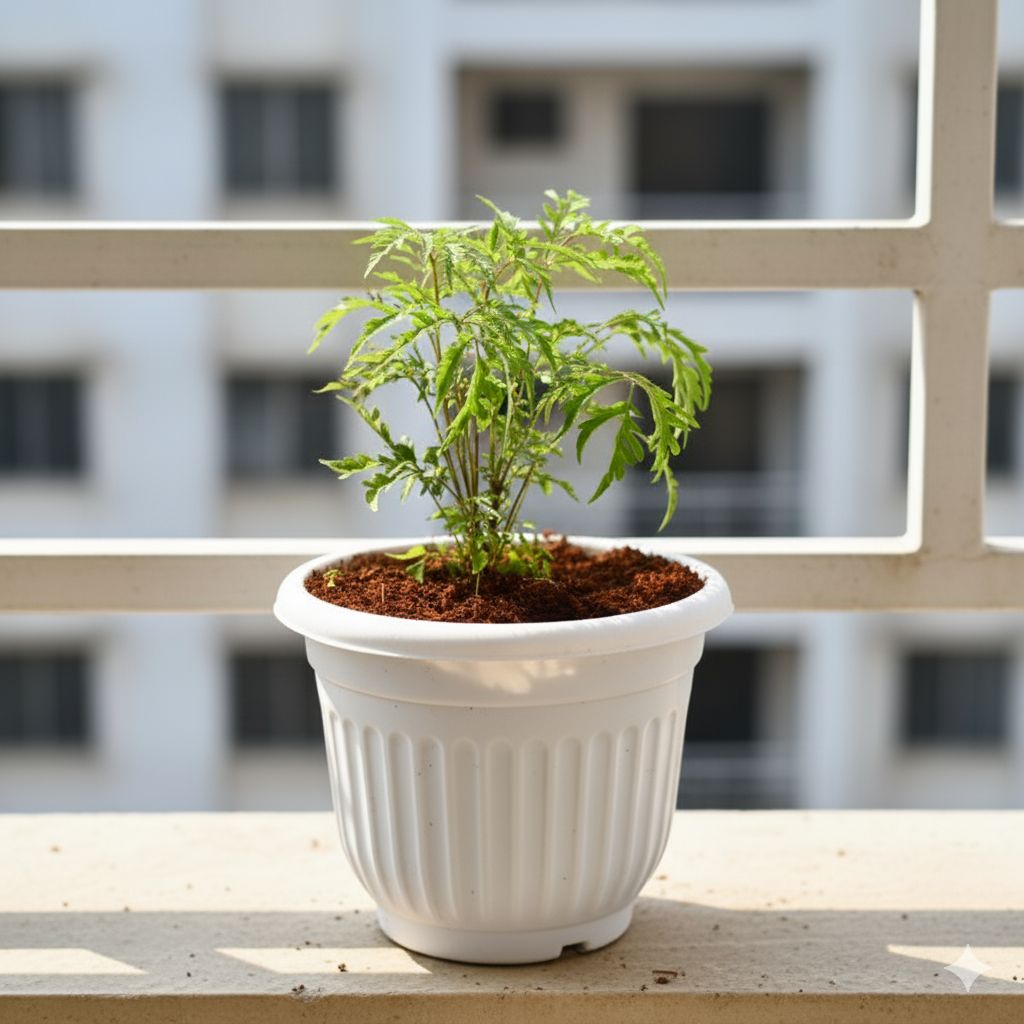 Aralia Neem in 8 Inch White Olive Plastic Pot