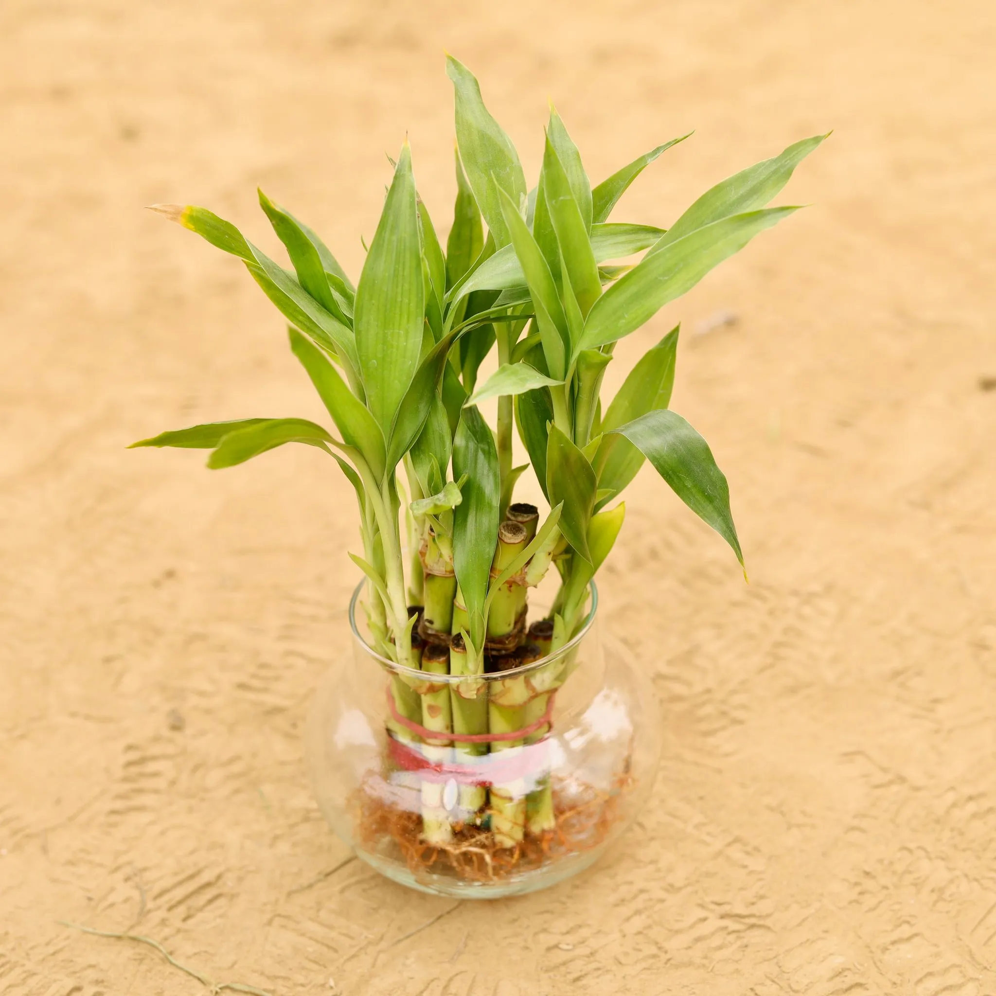 2 Layer Lucky Bamboo in 4 Inch Glass Bowl