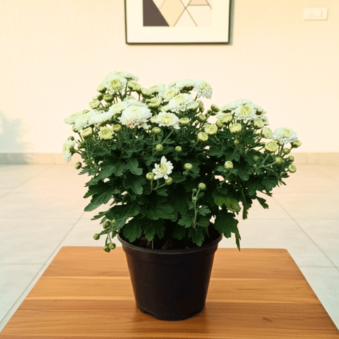 Chrysanthemum / Guldaudi White in 6 Inch Nursery Pot