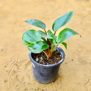 Buy Philodendron Plants Online With Next Day Delivery | Urvann