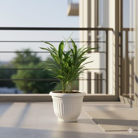 Air Purifying - Dracaena Green in 8 Inch White Olive Plastic Pot