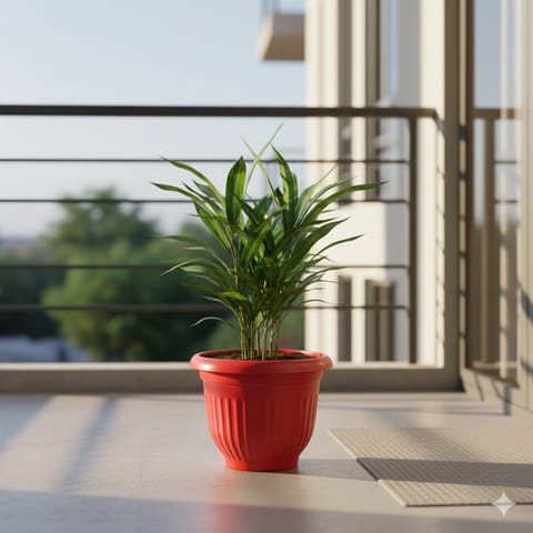 Dracaena Green in 8 Inch Terracotta Red Olive Plastic Pot