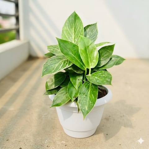 Philodendron Birkin in 8 Inch White Classy Pot