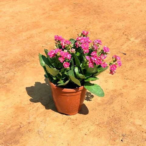 Kalanchoe Pink Succulent in 5 Inch Nursery Pot