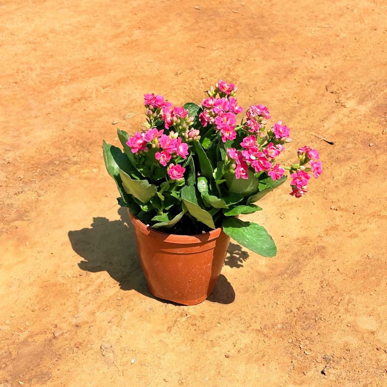 Kalanchoe Pink Succulent in 5 Inch Nursery Pot