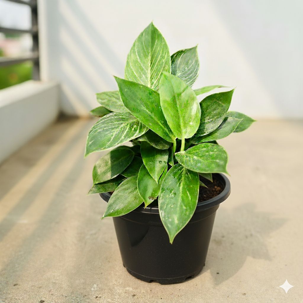 Philodendron Birkin in 6 Inch Nursery Pot