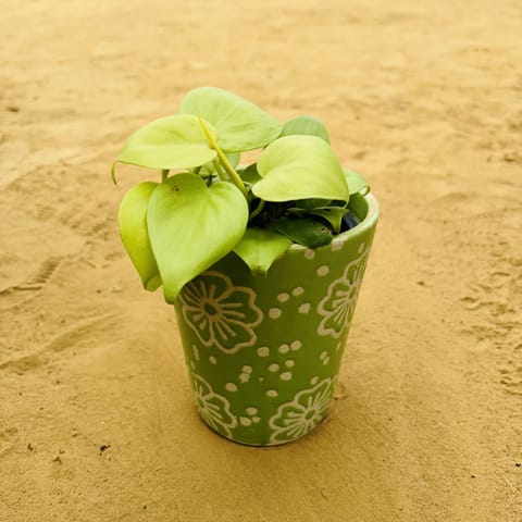 Oxycardium Golden in 5.25 Inch Green Floral Designer Balti Shaped Ceramic Pot