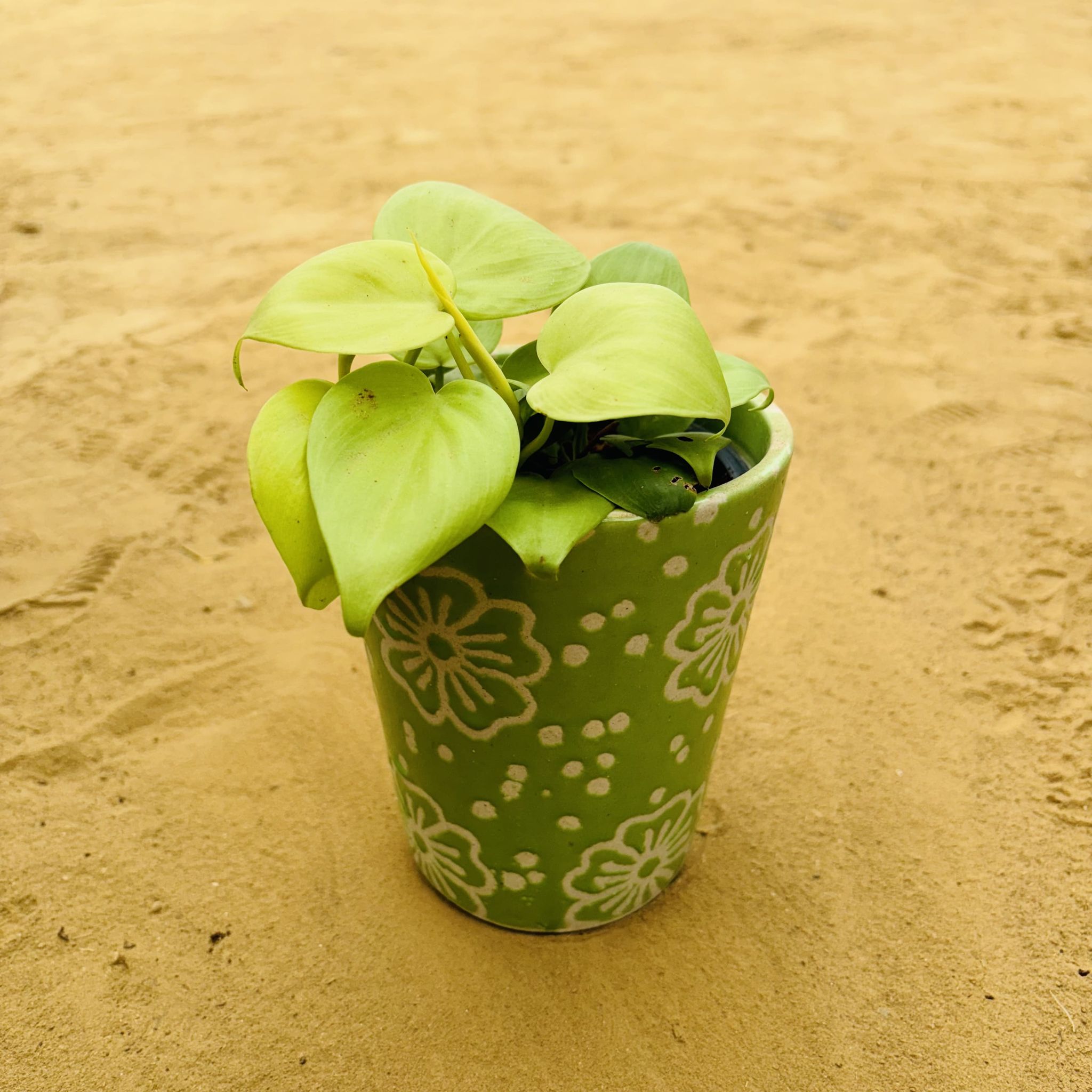 Oxycardium Golden in 5.25 Inch Green Floral Designer Balti Shaped Ceramic Pot