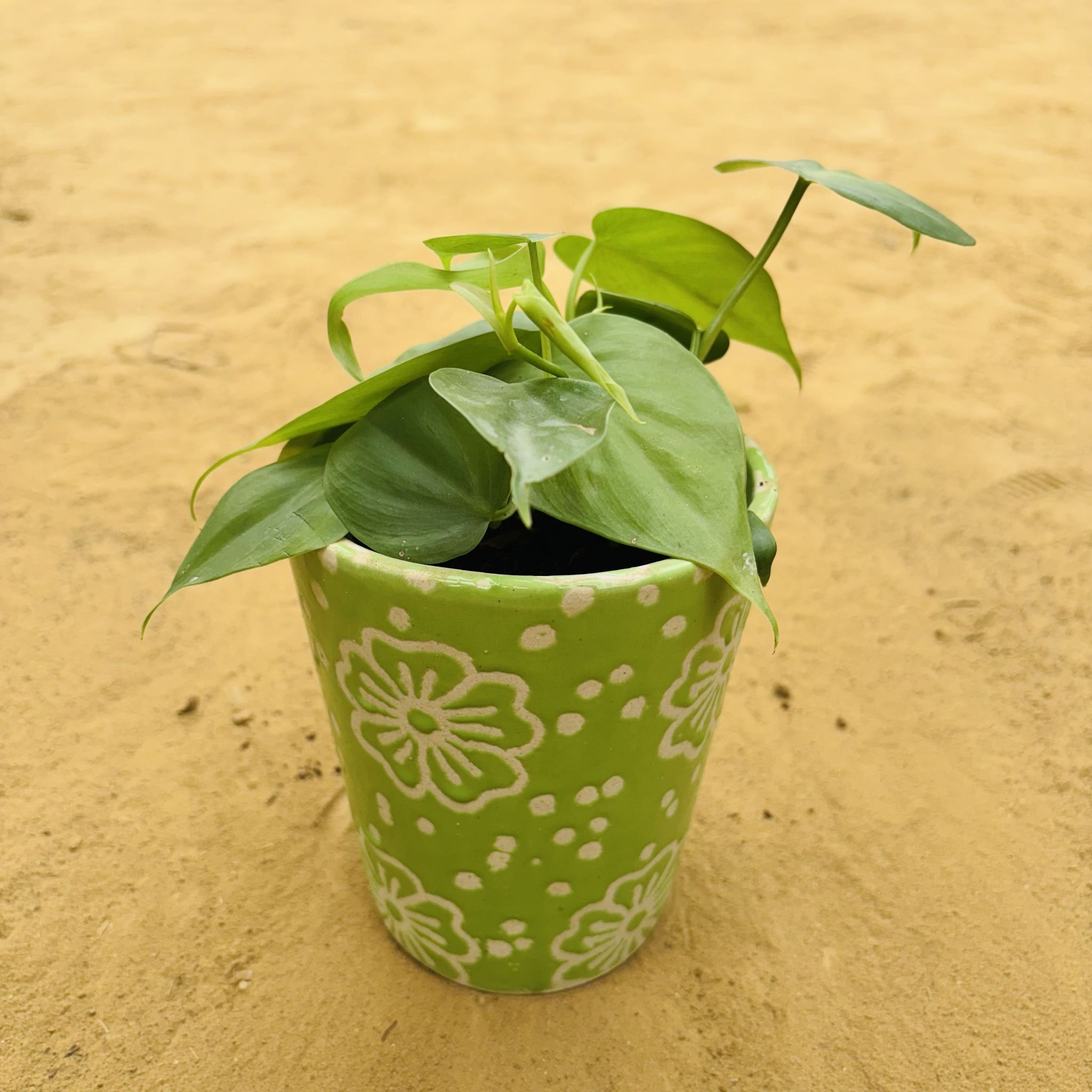 Oxycardium Green in 5.25 Inch Green Floral Designer Balti Shaped Ceramic Pot