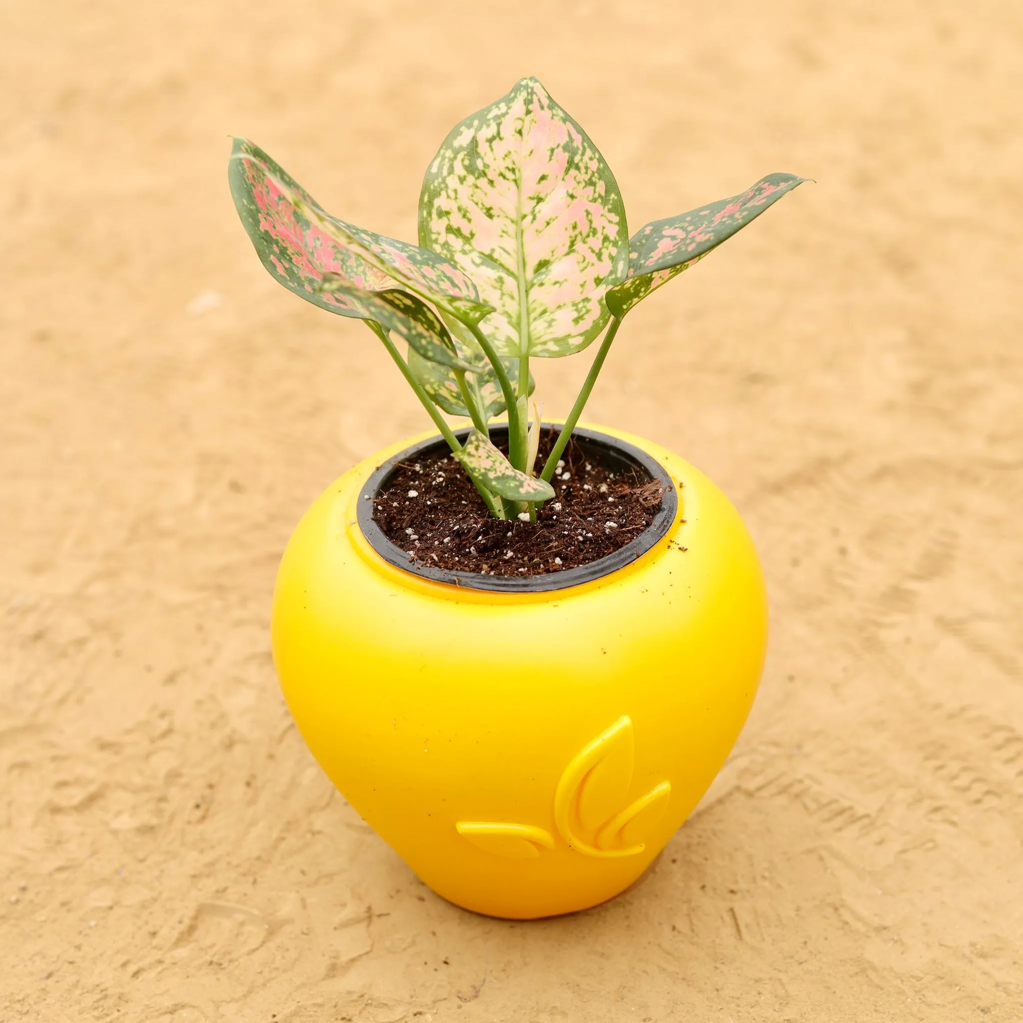 Aglaonema Pink in 7 Inch Yellow Premium Apple Leaf Plastic Pot