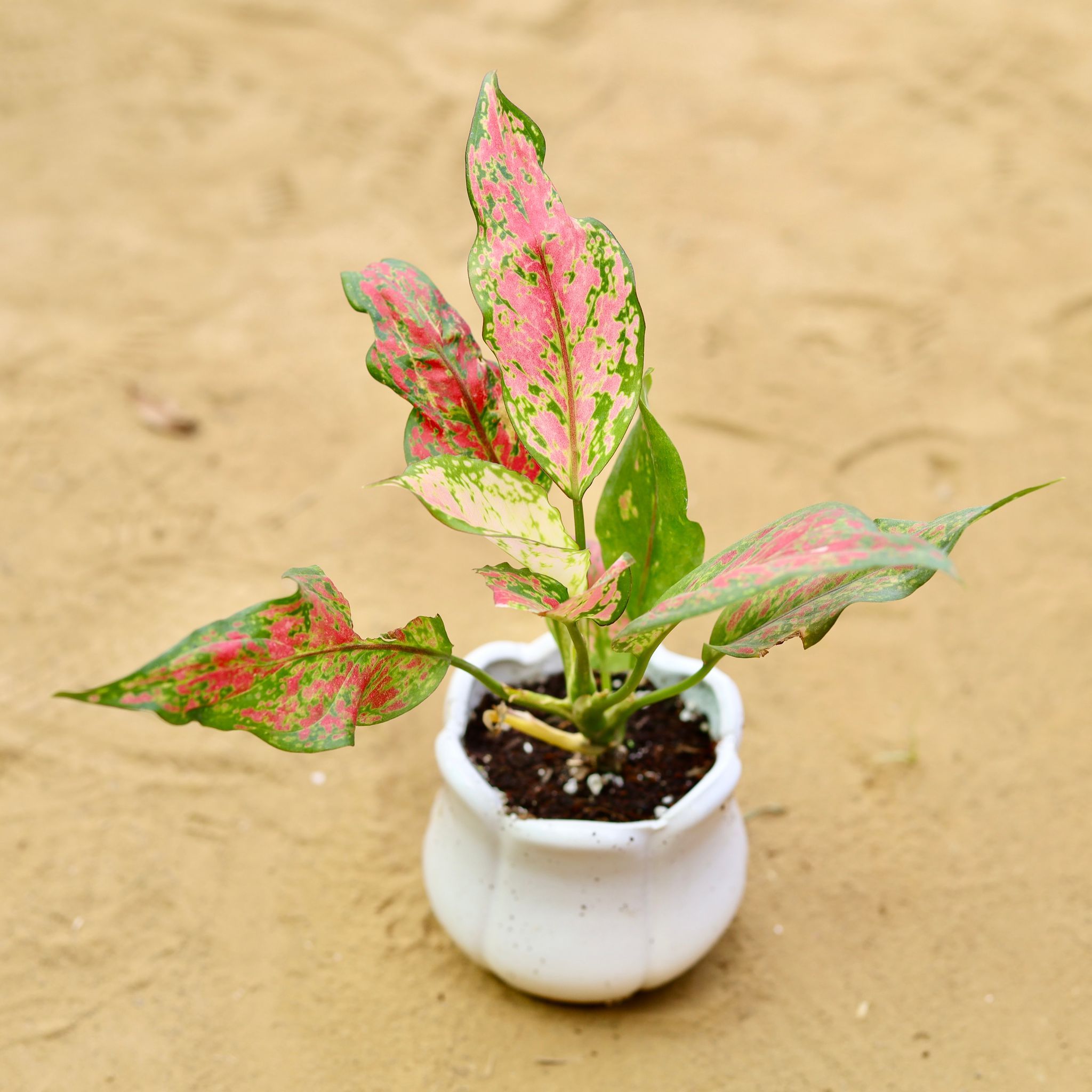 Aglaonema Pink in 3.5 inch White Tulip Designer Ceramic Pot