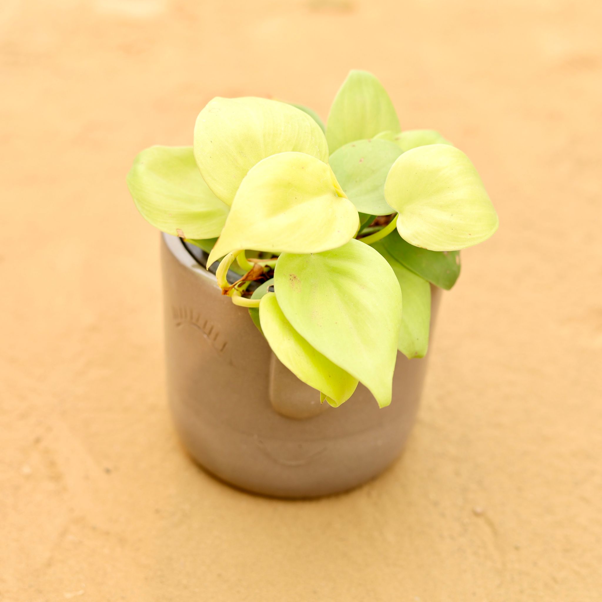 Oxycardium Golden in 3.5 Inch Grey 3D Cute Face Textured Ceramic Pot - Minimalist Glossy Succulent Pot, Indoor Flower Pot for Home and Office Decor