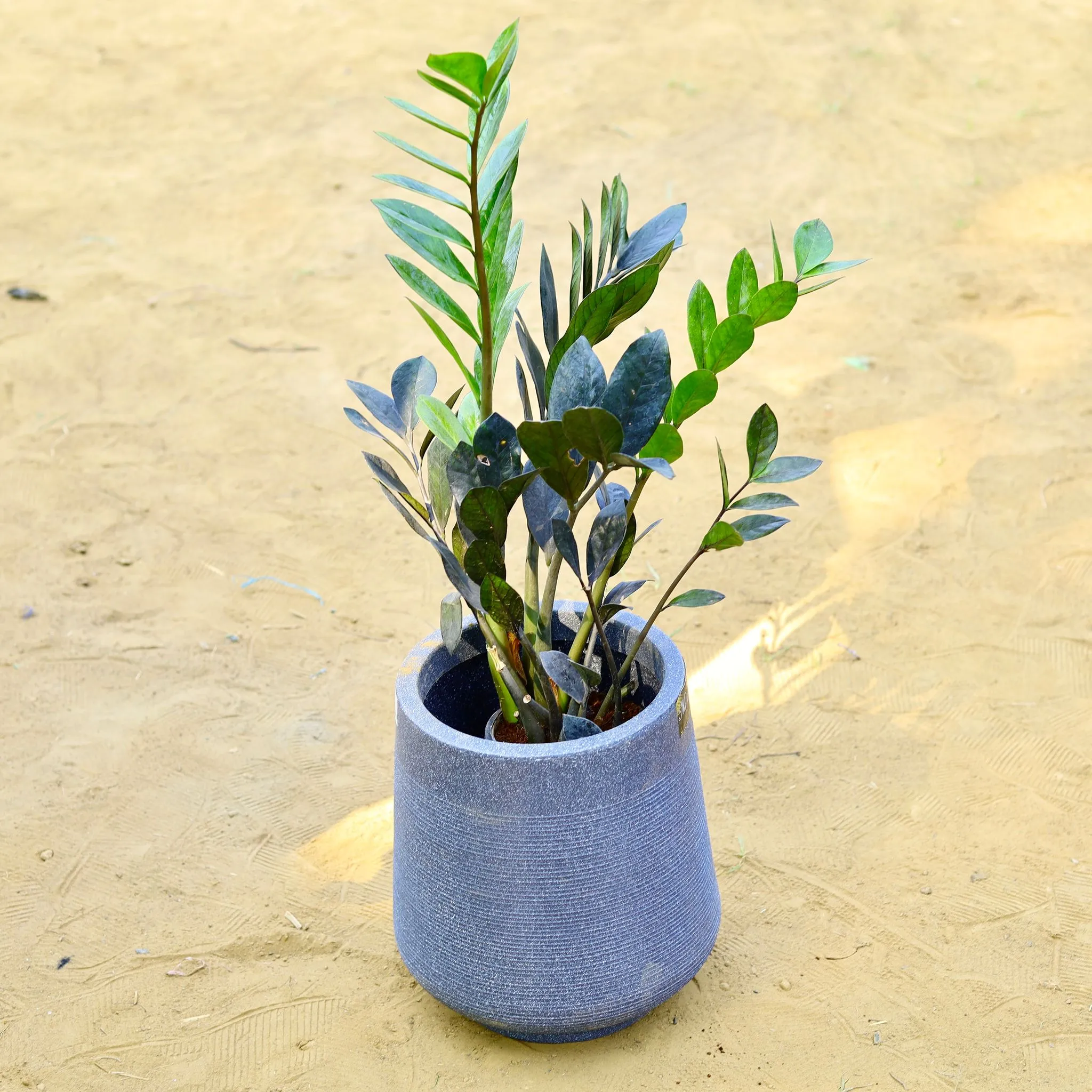 Zz Black in 15 X 15 Inch Sandstone Premium Sierra Fiberglass Planter