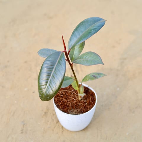 Rubber in 4 Inch White Premium Orchid Round Plastic Pot