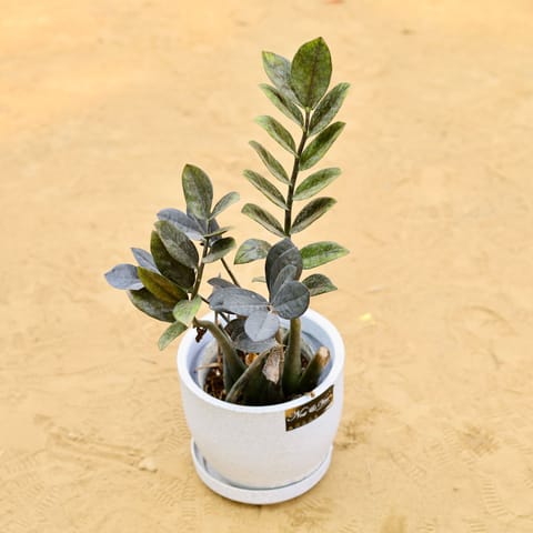 Zz Black in 08 X 08 Inch White Premium Convessa Fiberglass Planter - Durable Large Size Decoratiive Fiber Pot For Indoor Outdoor Plants With 5 Year Warranty