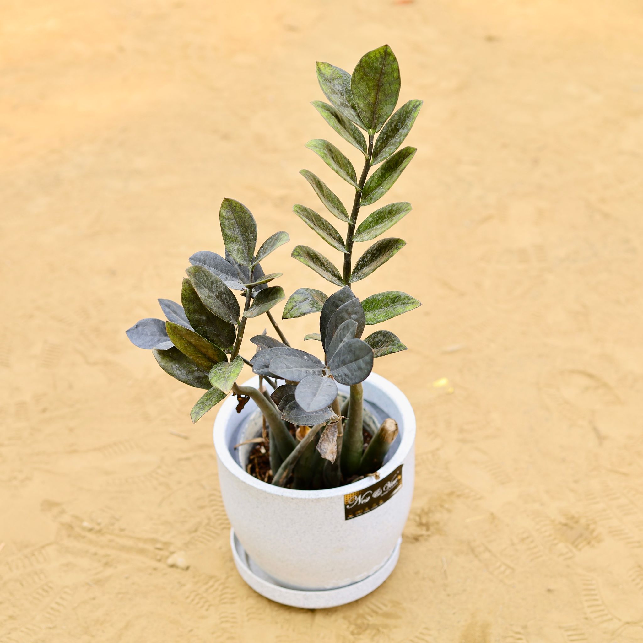 Zz Black in 08 X 08 Inch White Premium Convessa Fiberglass Planter - Durable Large Size Decoratiive Fiber Pot For Indoor Outdoor Plants With 5 Year Warranty