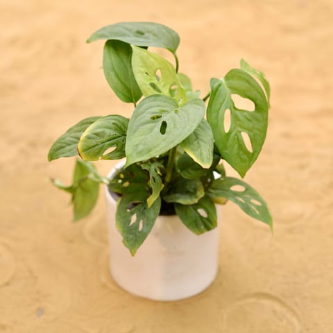 Monstera Broken Heart in 4 Inch White Minimalist Cylindrical Ceramic Pot