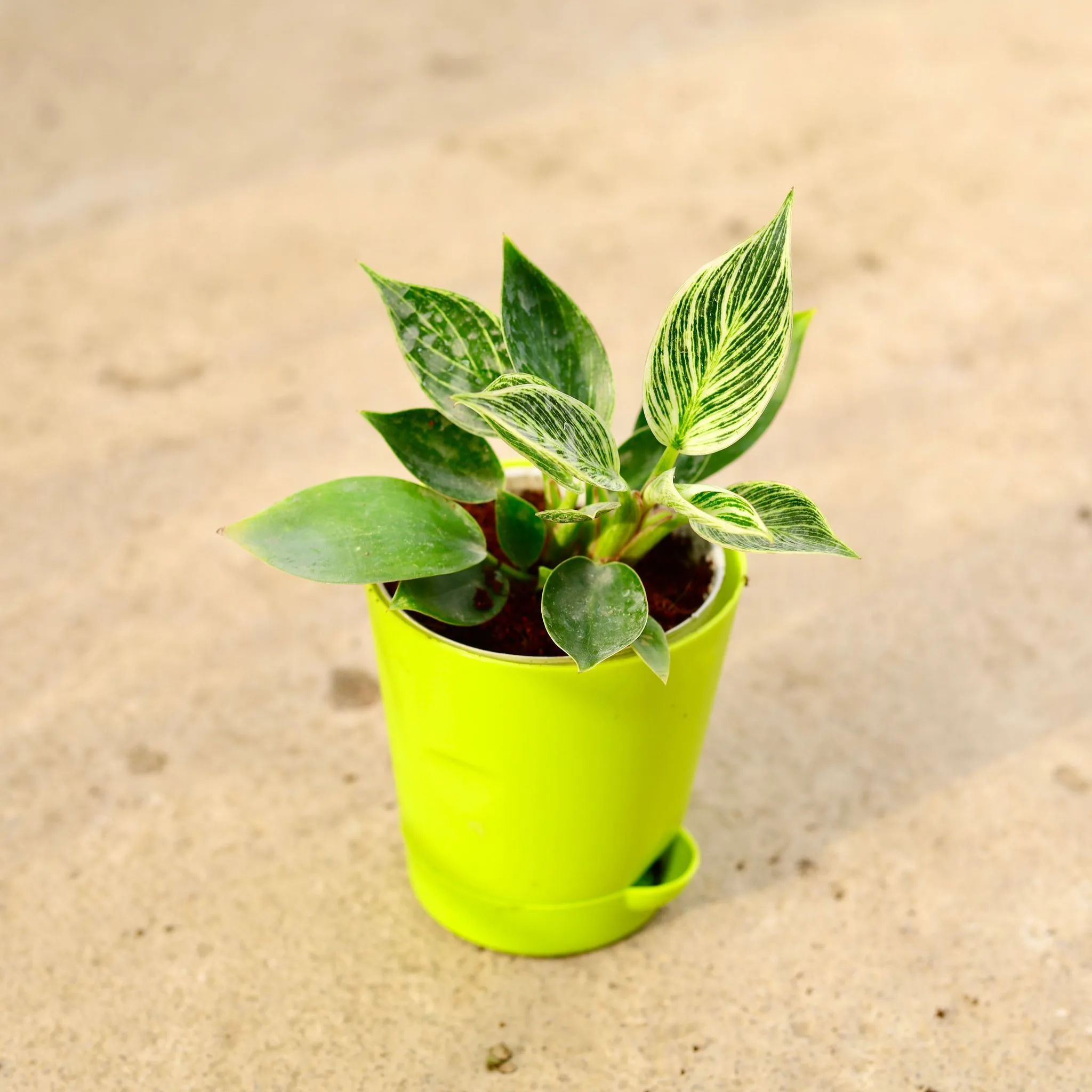 Philodendron Birkin in 4 Inch Green Florence Self Watering Pot