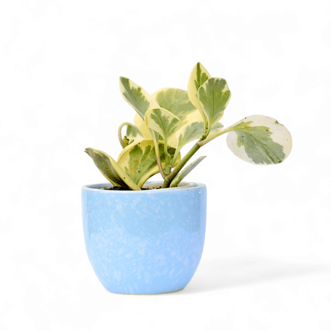 Peperomia Obtusifolia / Baby Rubber in 4 Inch Blue Tribal Themed Handmade Taper Ceramic Pot  Minimalist Glossy Succulent Pot, Indoor Flower Pot for Home and Office D cor