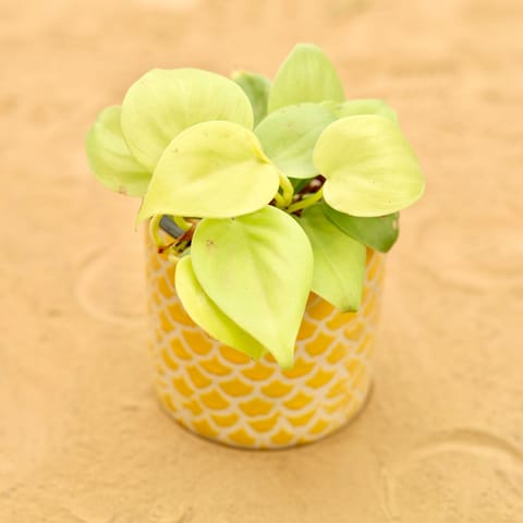 Oxycardium Golden in 4 Inch Yellow Fishscale Textured Cylindrical Ceramic Pot