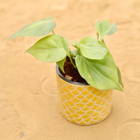 Oxycardium Green in 4 Inch Yellow Fishscale Textured Cylindrical Ceramic Pot