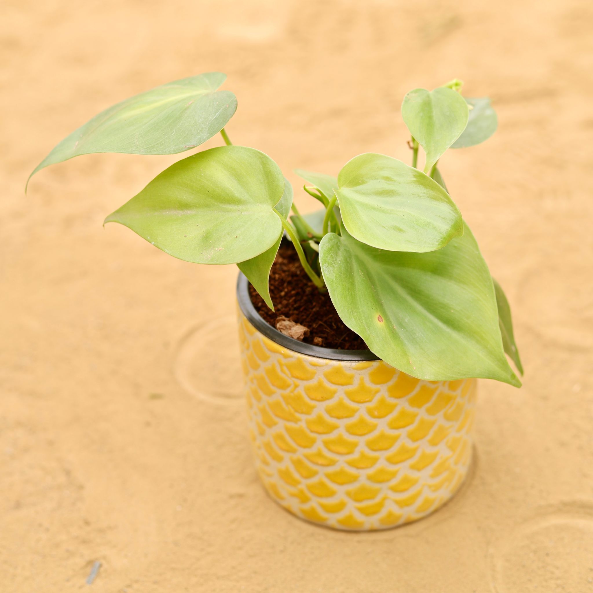 Oxycardium Green in 4 Inch Yellow Fishscale Textured Cylindrical Ceramic Pot