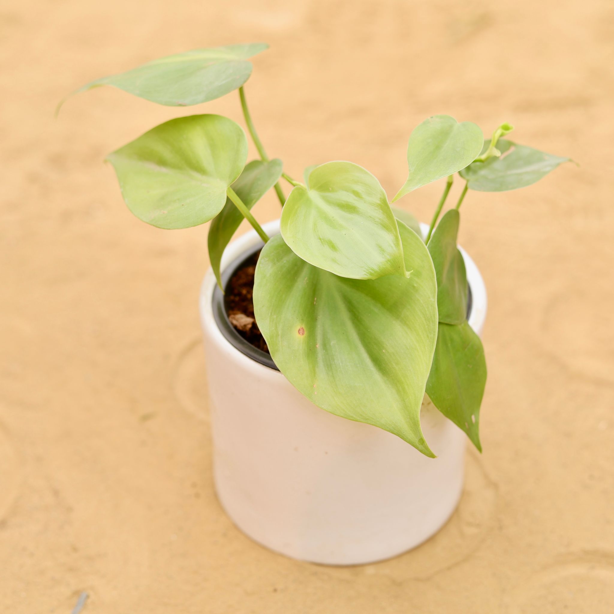 Oxycardium Green in 4 Inch White Minimalist Cylindrical Ceramic Pot